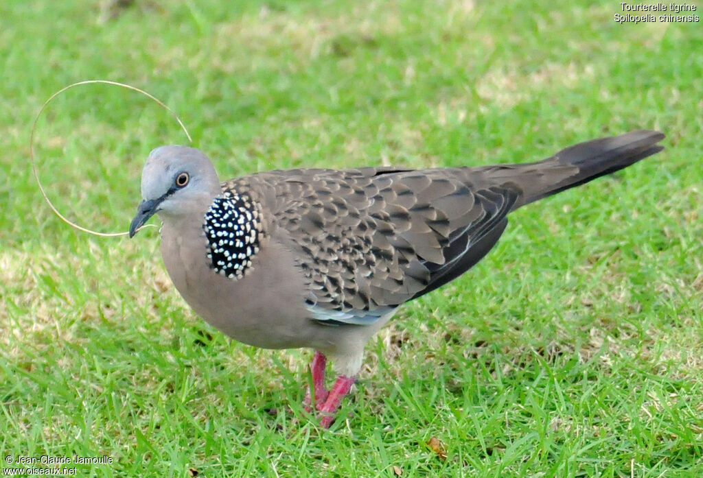 Spotted Dove