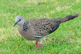 Spotted Dove