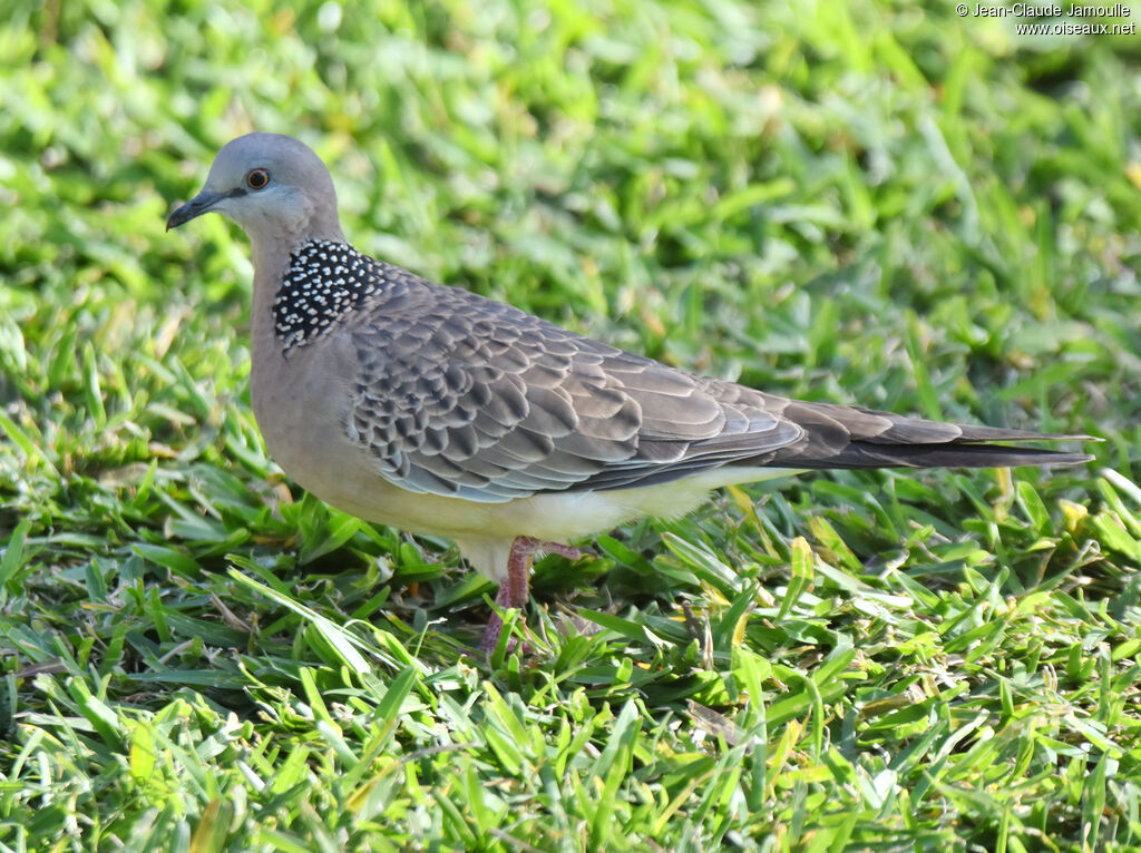 Spotted Dove