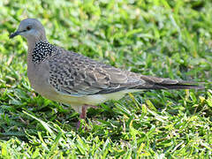 Spotted Dove