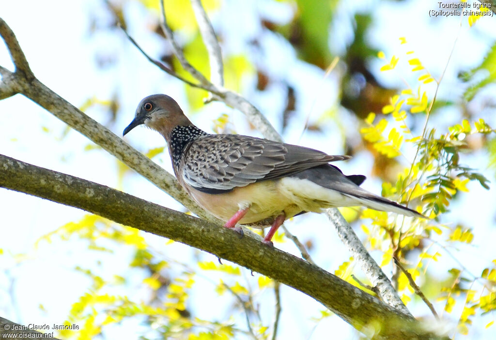 Spotted Dove