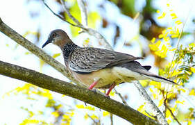 Spotted Dove