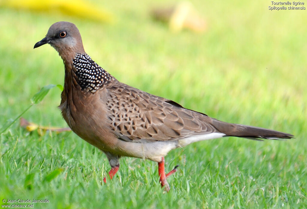 Spotted Dove, identification