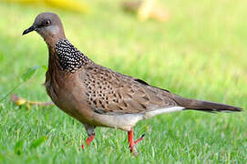 Spotted Dove