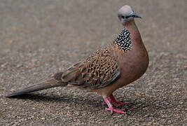 Spotted Dove