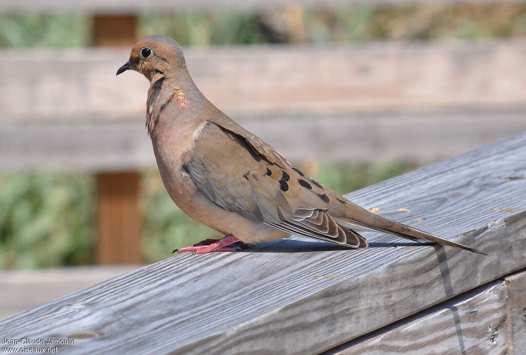 Mourning Doveadult, identification