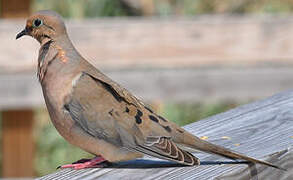 Mourning Dove