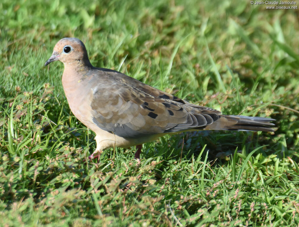 Mourning Dove