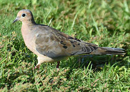 Mourning Dove