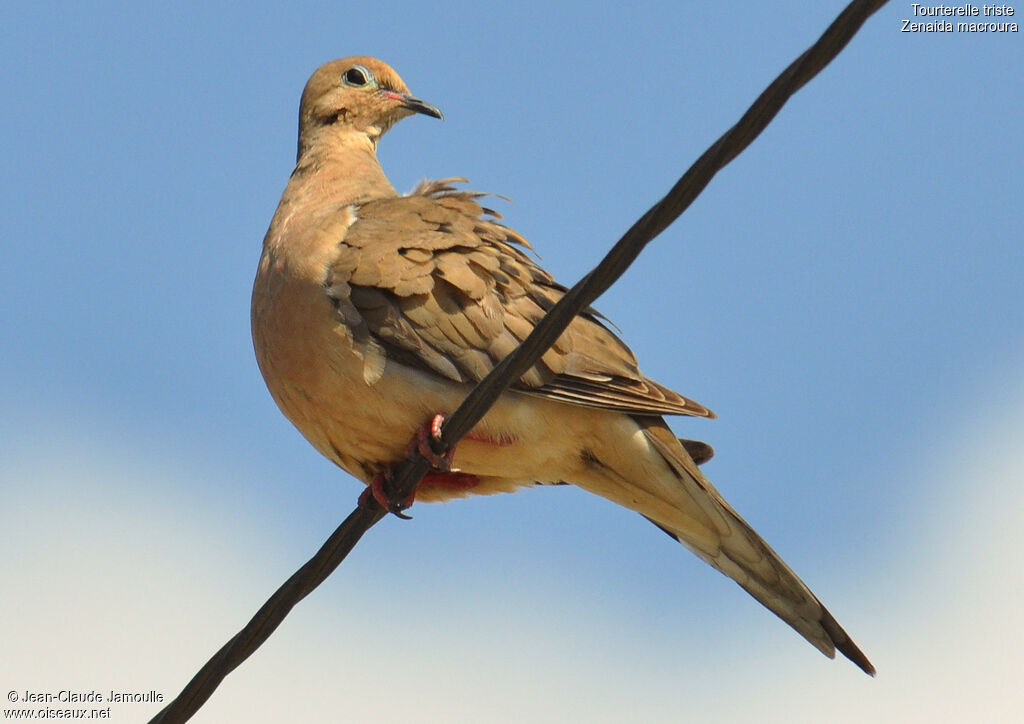 Mourning Dove, identification, Behaviour