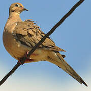 Mourning Dove