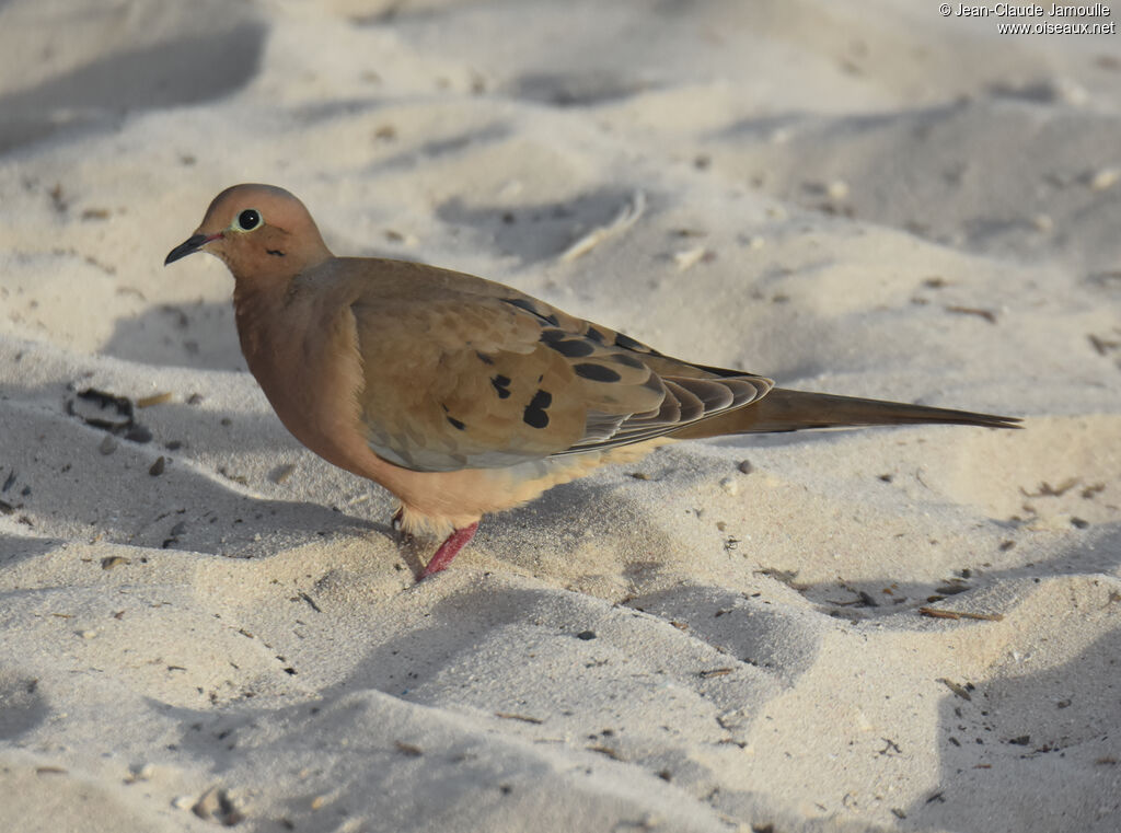 Mourning Dove