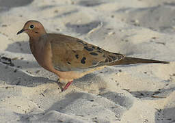 Mourning Dove