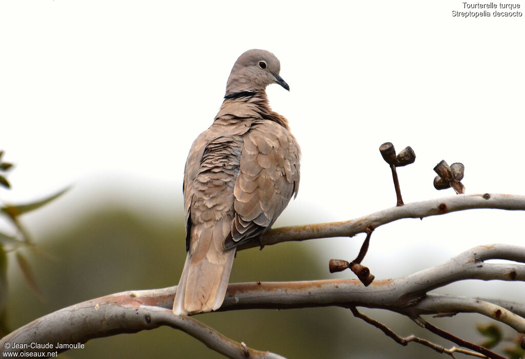 Eurasian Collared Doveadult, Behaviour