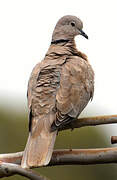 Eurasian Collared Dove