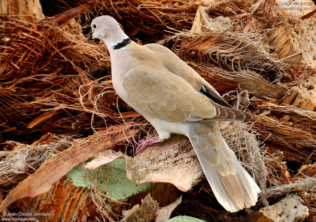 Eurasian Collared Dove, Reproduction-nesting