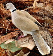 Eurasian Collared Dove