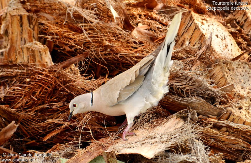 Eurasian Collared Dove, Reproduction-nesting
