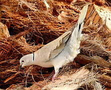 Eurasian Collared Dove