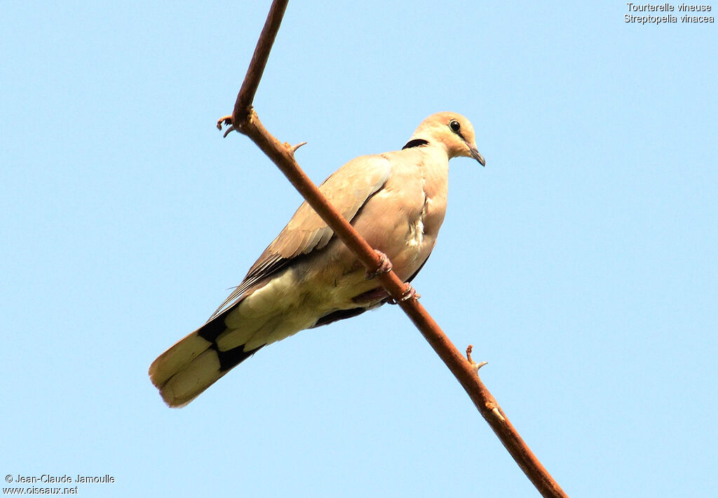 Vinaceous Dove, Behaviour