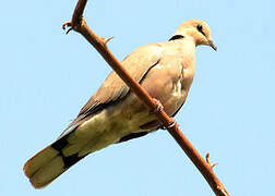 Vinaceous Dove