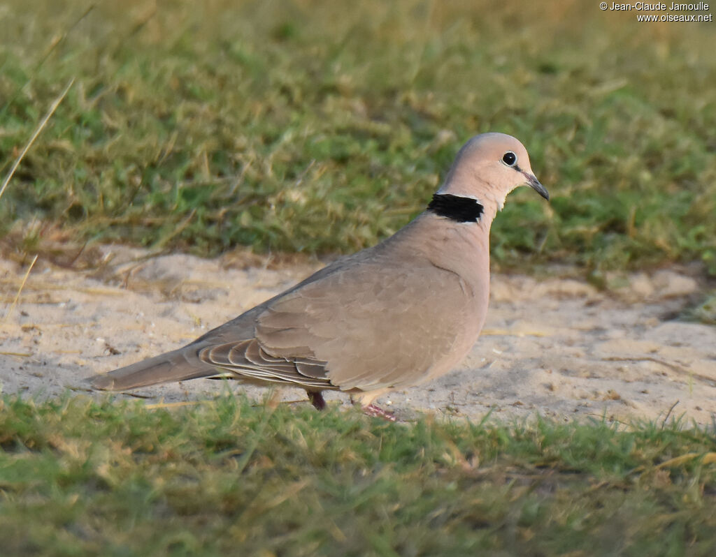 Vinaceous Dove