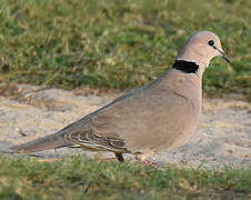 Vinaceous Dove