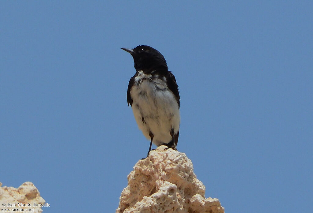 Hume's Wheatear, Behaviour