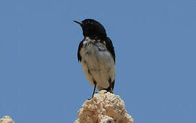 Hume's Wheatear