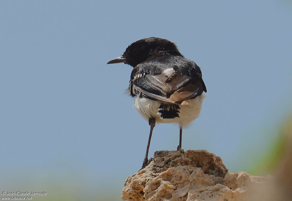 Hume's Wheatear