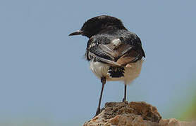 Hume's Wheatear