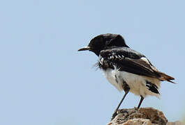 Hume's Wheatear