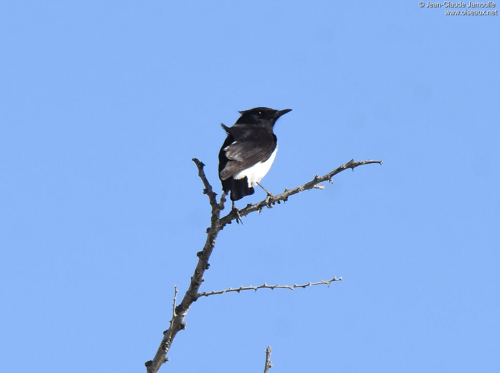 Hume's Wheatear