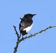 Hume's Wheatear