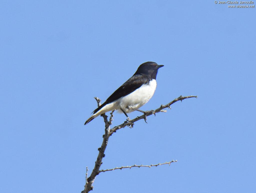 Hume's Wheatear