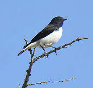 Hume's Wheatear