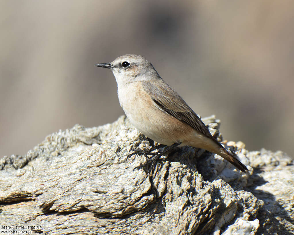 Traquet de Perseadulte, identification