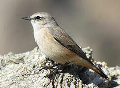 Red-tailed Wheatear