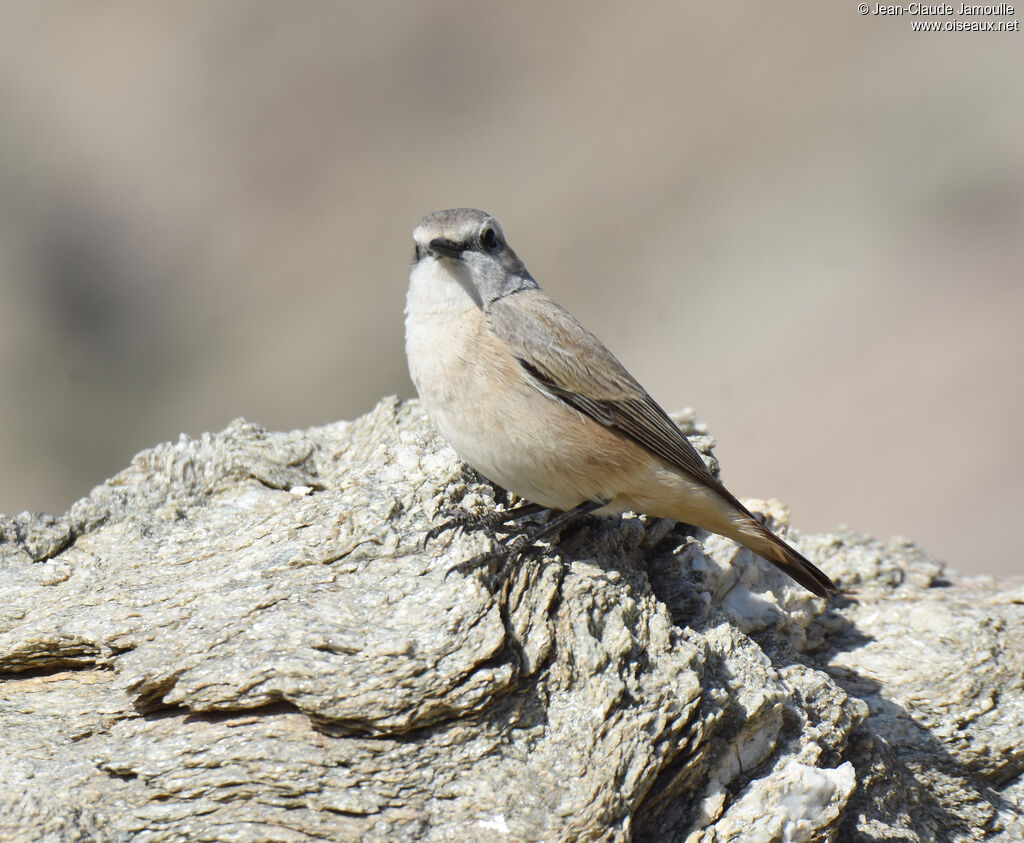 Red-tailed Wheatear