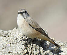 Red-tailed Wheatear