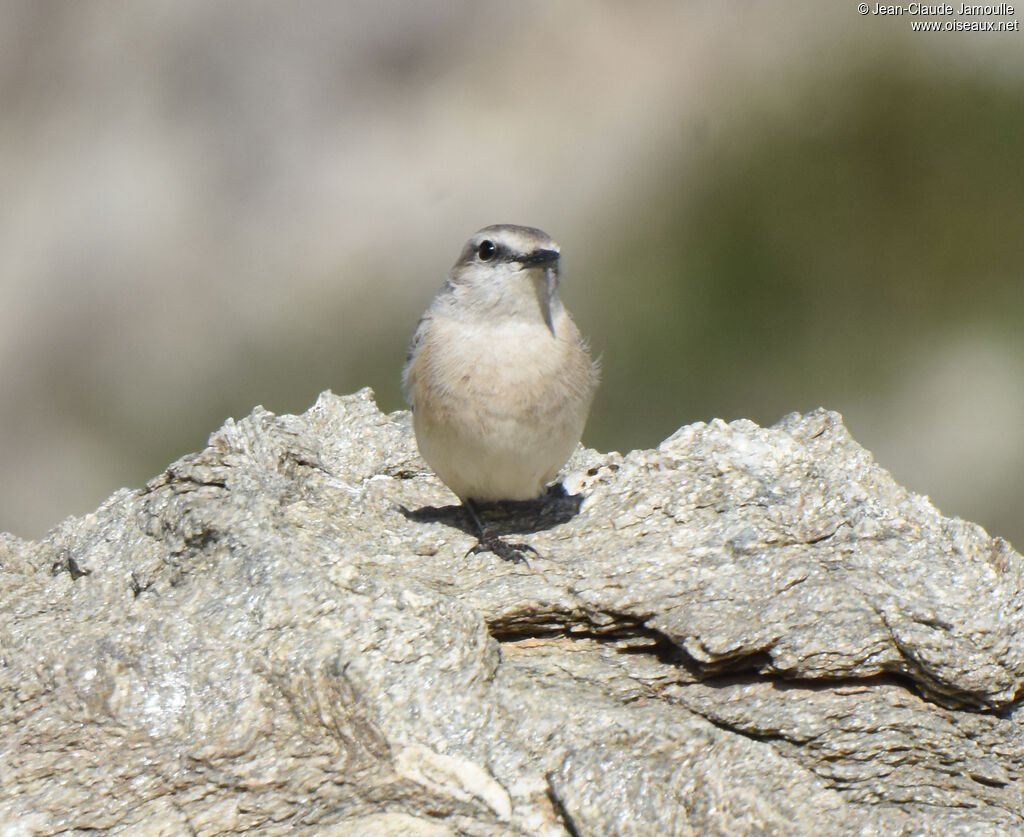 Red-tailed Wheatear