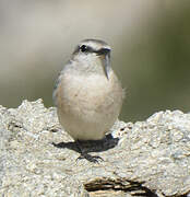 Red-tailed Wheatear