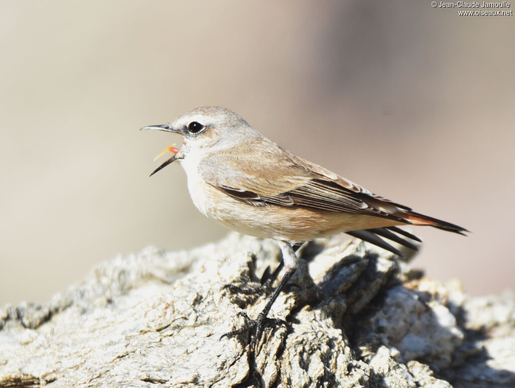 Red-tailed Wheatear