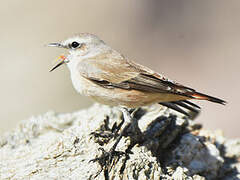 Red-tailed Wheatear