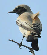 Desert Wheatear