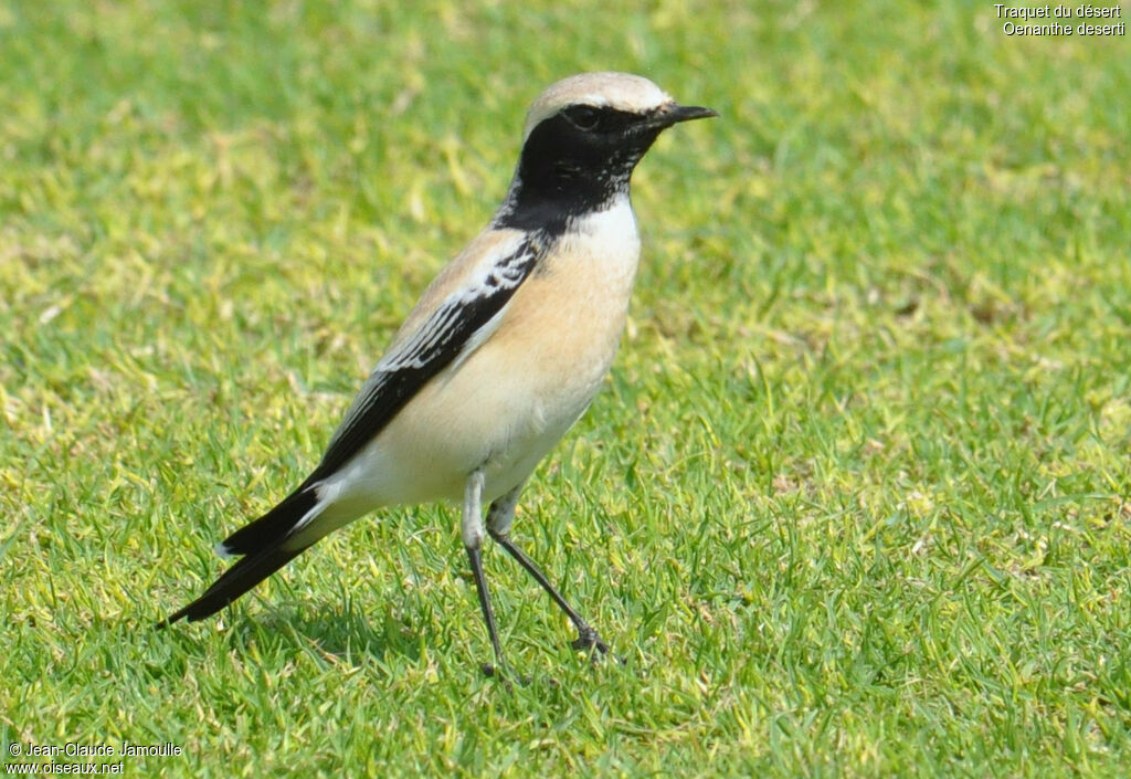 Traquet du désert mâle, identification