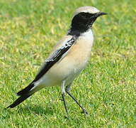 Desert Wheatear