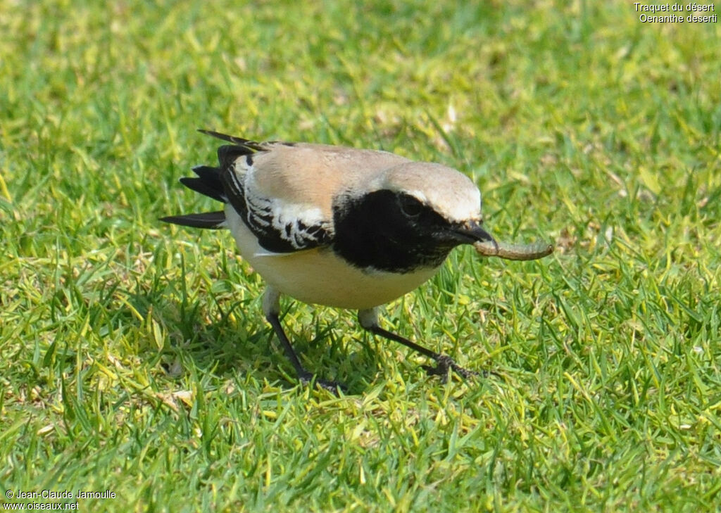 Desert Wheatear male, feeding habits