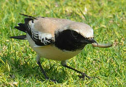 Desert Wheatear