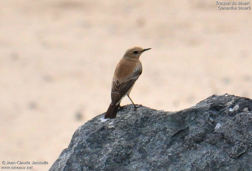 Desert Wheatear female